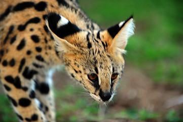 Image showing A very cute serval cat