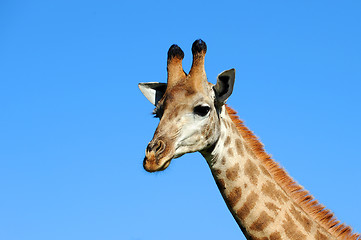 Image showing Giraffe against a blue sky