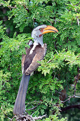 Image showing Southern Yellow-billed Hornbill