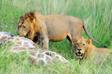 Image showing Two young male lions feeding