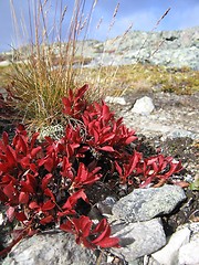 Image showing Norwegian flora