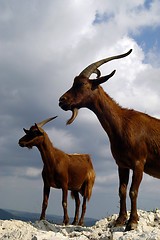 Image showing Two photogenic goats
