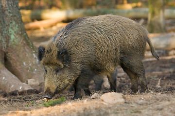 Image showing Wild boar