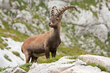 Image showing Alpine Ibex