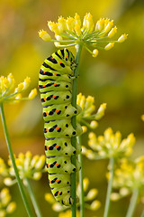 Image showing Old World Swallowtail caterpillar