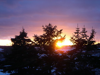 Image showing Pines on a background of a sunset