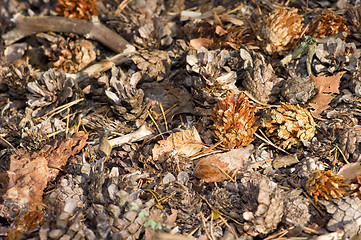 Image showing Pine cones