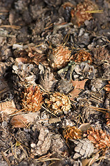 Image showing Pine cone