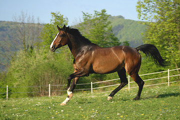 Image showing Horse on pasture