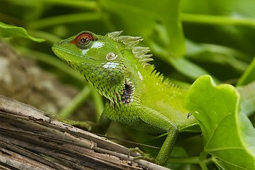 Image showing Male green garden lizard (Calotes calotes)