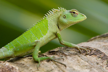 Image showing Female green garden lizard (Calotes calotes)