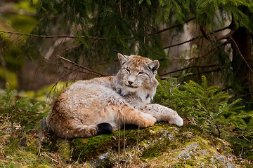 Image showing European Lynx