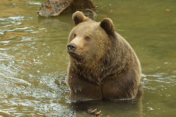 Image showing Brown bear