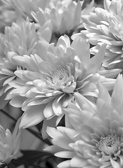 Image showing Chrysanthemum