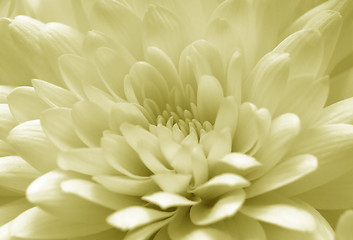 Image showing Chrysanthemum