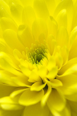 Image showing Chrysanthemum