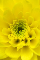 Image showing Chrysanthemum