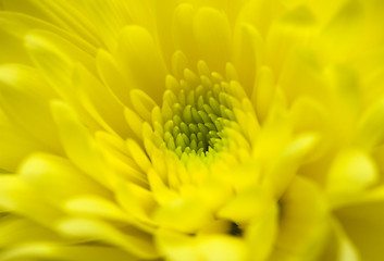 Image showing Chrysanthemum