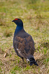 Image showing Black Grouse - Lyrurus tetrix