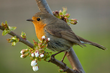 Image showing European Robin