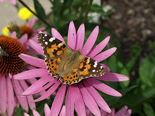 Image showing A flower garden.