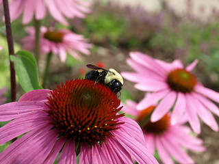 Image showing A flower garden.