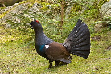 Image showing Wood Grouse - Tetrao urogallus