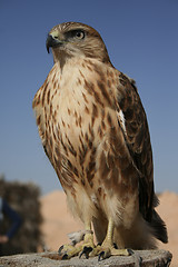 Image showing Falcon portrait