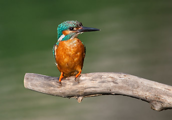 Image showing Common Kingfisher