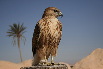 Image showing Falcon portrait I