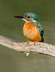 Image showing Common Kingfisher