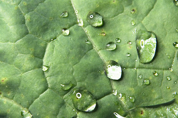 Image showing green leaf and water drops