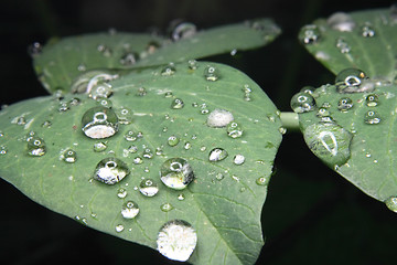 Image showing green leaf and water drops