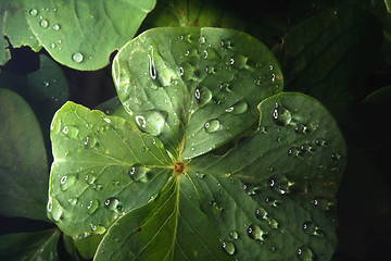 Image showing green leaf and water drops