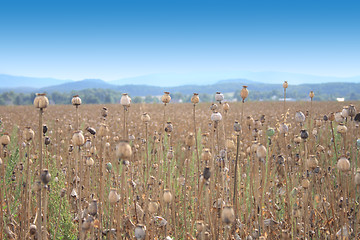 Image showing poppy field 