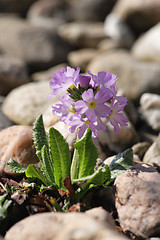 Image showing spring flower