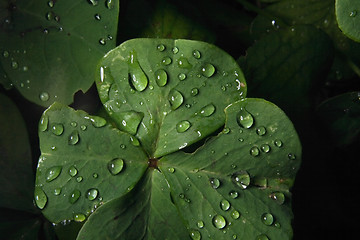 Image showing green leaf and water drops