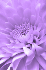 Image showing Chrysanthemum