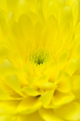 Image showing Chrysanthemum