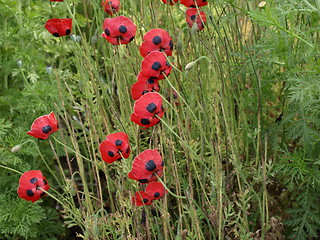 Image showing Flowers.