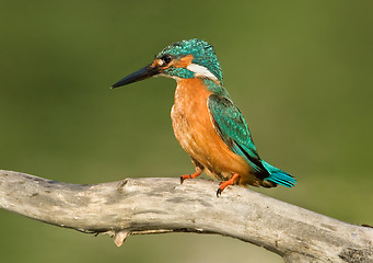 Image showing Common Kingfisher