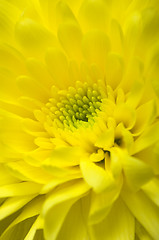 Image showing Chrysanthemum