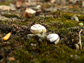 Image showing Snails house