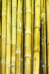 Image showing Bamboo