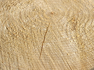 Image showing Wood rings