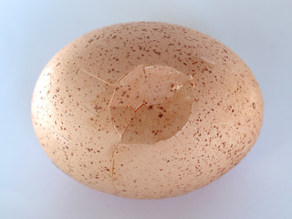 Image showing Cracked egg