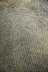 Image showing Abstract texture from an elephant skin