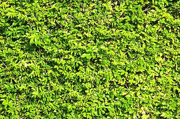 Image showing Abstract texture fresh green foliage