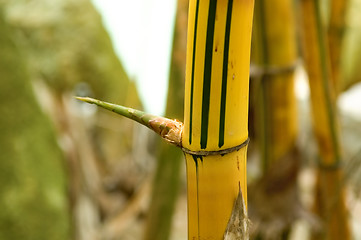 Image showing Bamboo