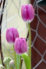 Image showing Purple tulips